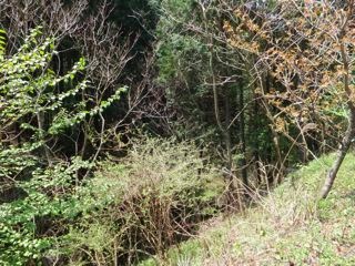 DSCF8978