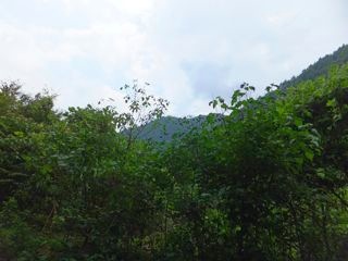 DSCF7115