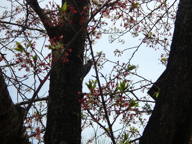 P4070009